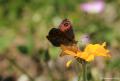 Erebia iranica (Acem Güzelesmeri)